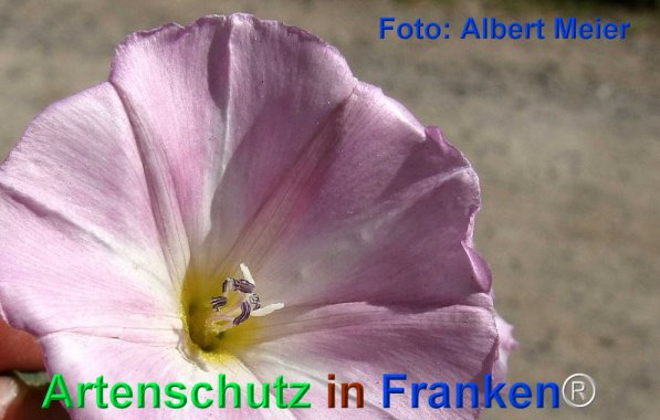 Copyright AiF - Albert Meier Bild zum Eintrag (72483-160)