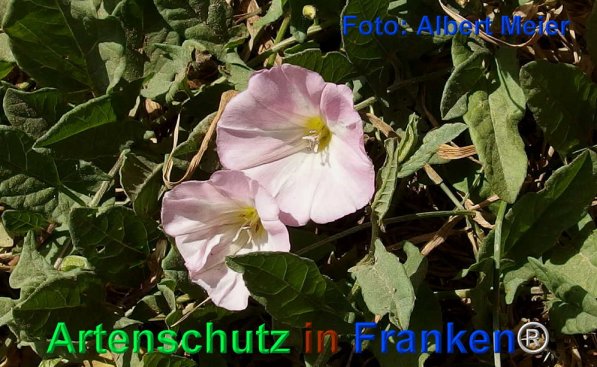 Copyright AiF - Albert Meier Bild zum Eintrag (72484-160)