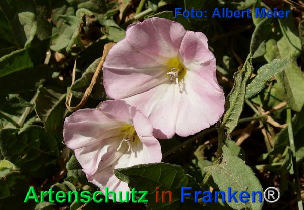 Copyright AiF - Albert Meier Bild zum Eintrag (72485-160)