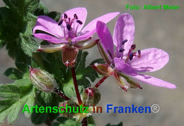 Copyright AiF - Albert Meier Bild zum Eintrag (73640-160)