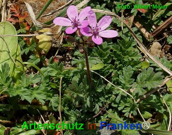 Copyright AiF - Albert Meier Bild zum Eintrag (73641-160)