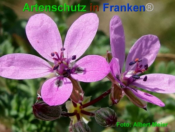 Copyright AiF - Albert Meier Bild zum Eintrag (73642-160)