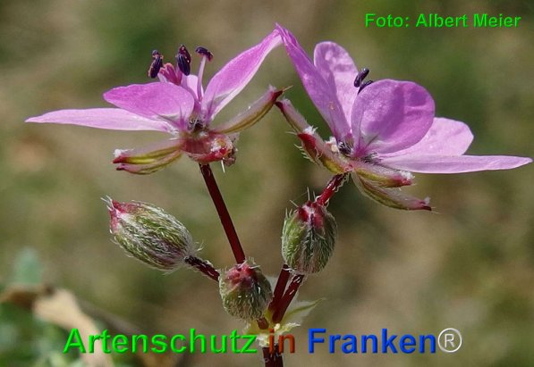 Copyright AiF - Albert Meier Bild zum Eintrag (73644-160)