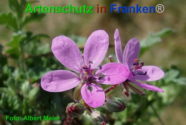 Copyright AiF - Albert Meier Bild zum Eintrag (73645-160)