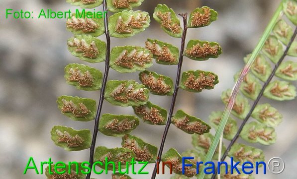 Copyright AiF - Albert Meier Bild zum Eintrag (73781-160)