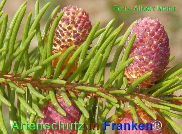 Copyright AiF - Albert Meier Bild zum Eintrag (74068-160)