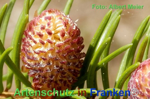 Copyright AiF - Albert Meier Bild zum Eintrag (74069-160)