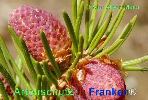 Copyright AiF - Albert Meier Bild zum Eintrag (74070-160)