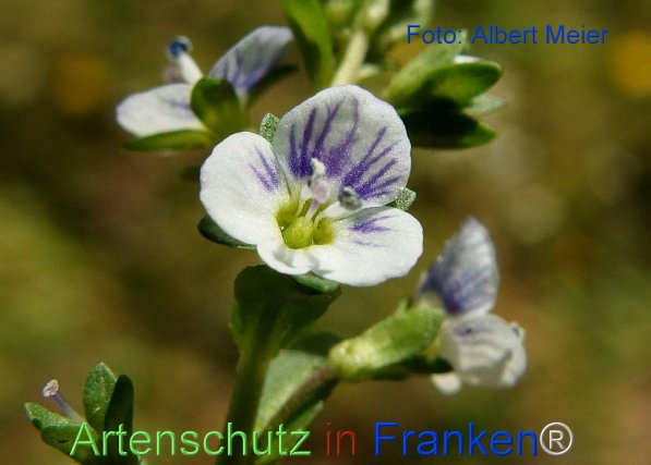 Copyright AiF - Albert Meier Bild zum Eintrag (74150-160)