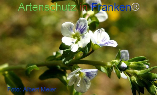 Copyright AiF - Albert Meier Bild zum Eintrag (74152-160)
