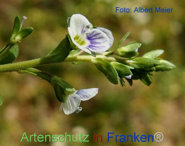 Copyright AiF - Albert Meier Bild zum Eintrag (74153-160)