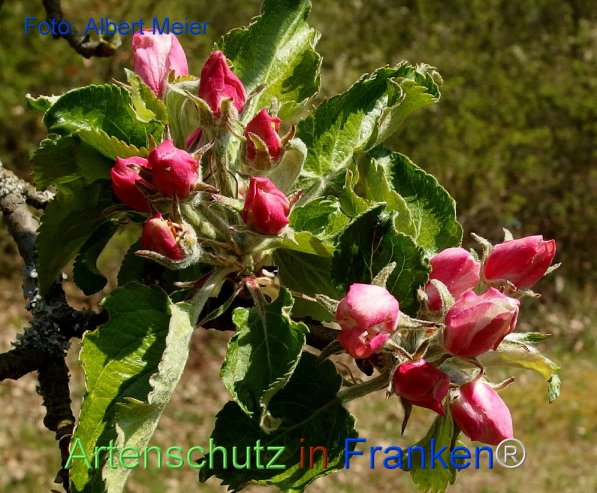 Copyright AiF - Albert Meier Bild zum Eintrag (74155-160)