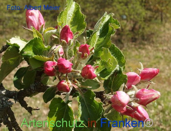 Copyright AiF - Albert Meier Bild zum Eintrag (74156-160)