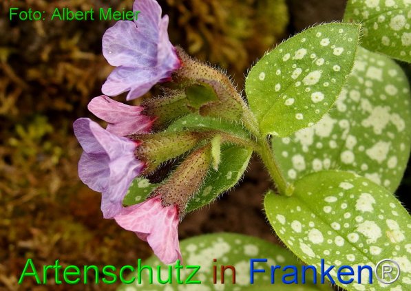 Copyright AiF - Albert Meier Bild zum Eintrag (74233-160)