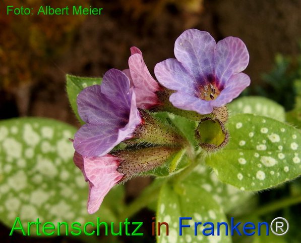Copyright AiF - Albert Meier Bild zum Eintrag (74234-160)