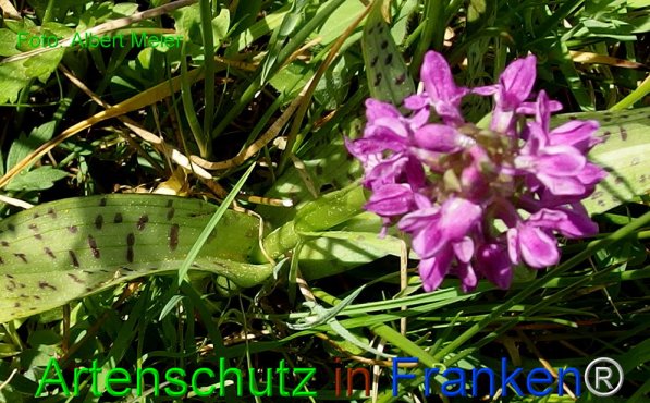Copyright AiF - Albert Meier Bild zum Eintrag (74274-160)