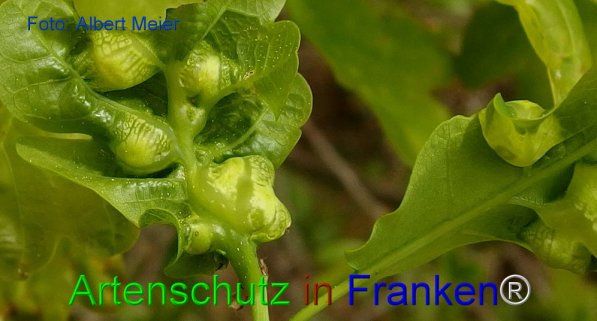 Copyright AiF - Albert Meier Bild zum Eintrag (74315-160)