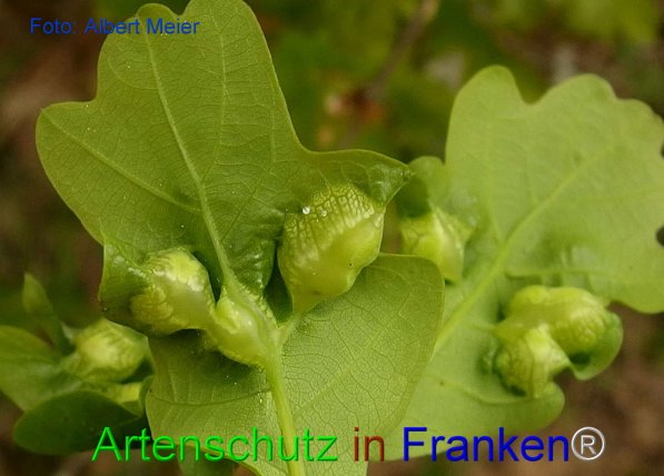 Copyright AiF - Albert Meier Bild zum Eintrag (74316-160)