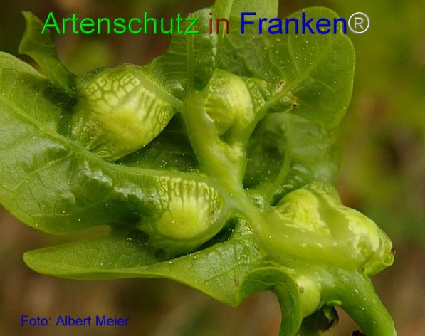 Copyright AiF - Albert Meier Bild zum Eintrag (74317-160)