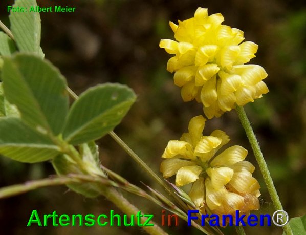 Copyright AiF - Albert Meier Bild zum Eintrag (74409-160)