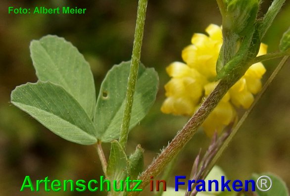 Copyright AiF - Albert Meier Bild zum Eintrag (74410-160)