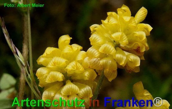 Copyright AiF - Albert Meier Bild zum Eintrag (74411-160)