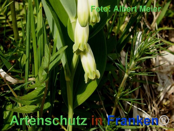 Copyright AiF - Albert Meier Bild zum Eintrag (74495-160)