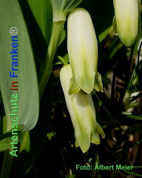 Copyright AiF - Albert Meier Bild zum Eintrag (74496-160)