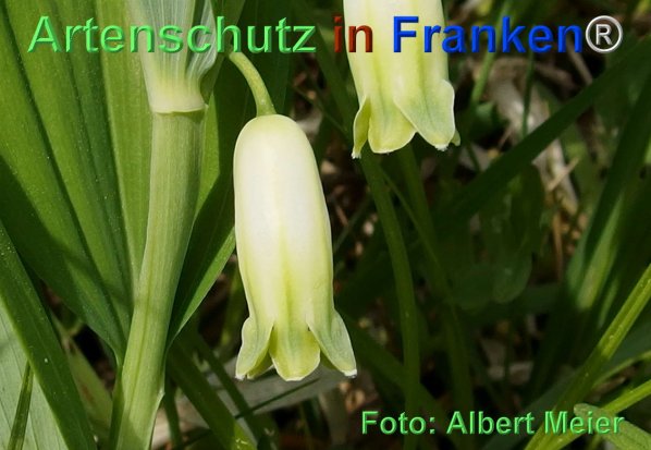 Copyright AiF - Albert Meier Bild zum Eintrag (74497-160)