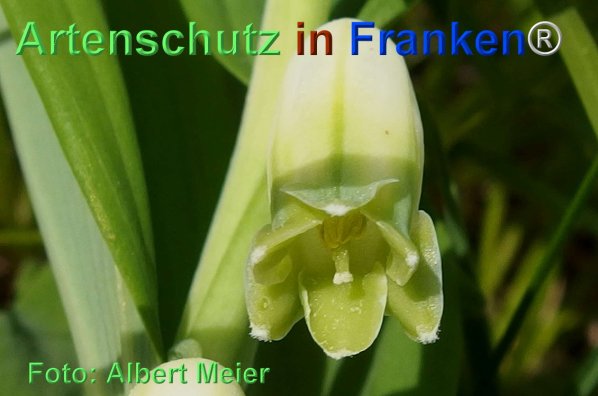 Copyright AiF - Albert Meier Bild zum Eintrag (74499-160)