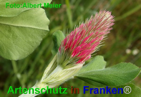 Copyright AiF - Albert Meier Bild zum Eintrag (74759-160)