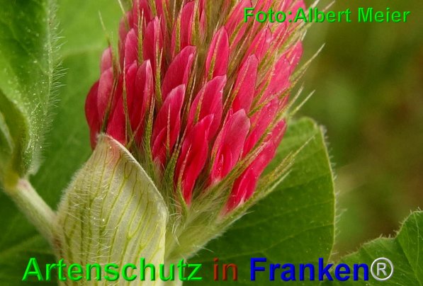 Copyright AiF - Albert Meier Bild zum Eintrag (74761-160)