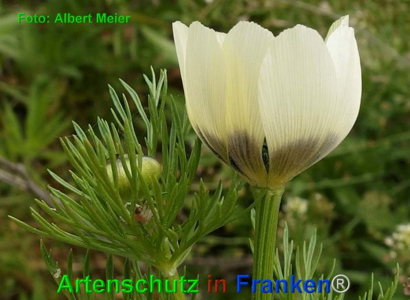 Copyright AiF - Albert Meier Bild zum Eintrag (75035-160)