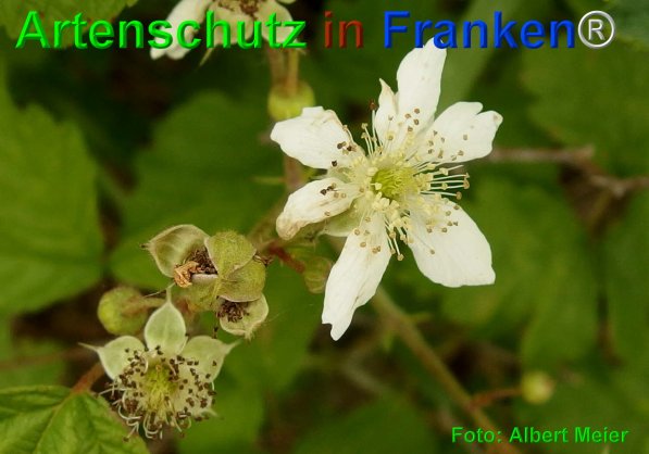 Copyright AiF - Albert Meier Bild zum Eintrag (75068-160)