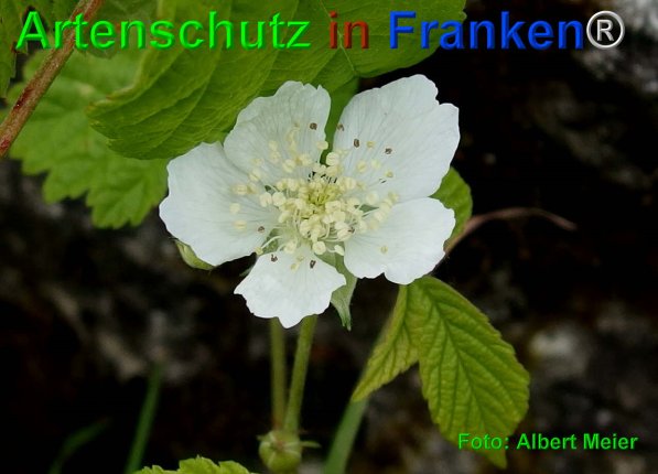 Copyright AiF - Albert Meier Bild zum Eintrag (75069-160)