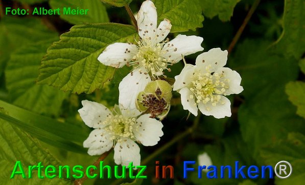 Copyright AiF - Albert Meier Bild zum Eintrag (75070-160)