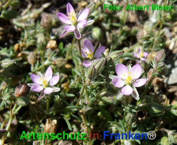 Copyright AiF - Albert Meier Bild zum Eintrag (75205-160)