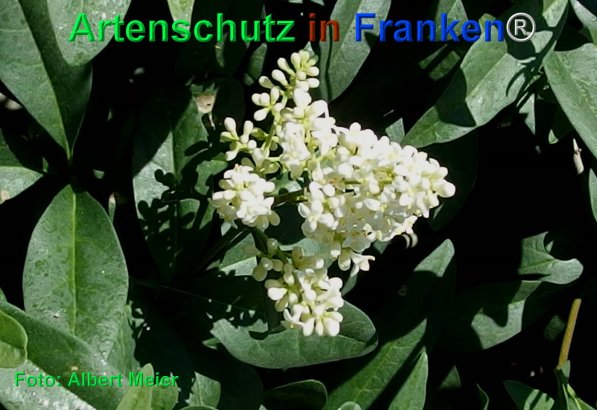 Copyright AiF - Albert Meier Bild zum Eintrag (75298-160)