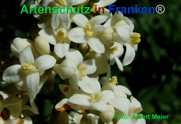 Copyright AiF - Albert Meier Bild zum Eintrag (75299-160)