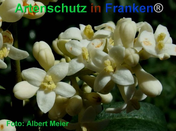Copyright AiF - Albert Meier Bild zum Eintrag (75300-160)