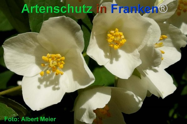 Copyright AiF - Albert Meier Bild zum Eintrag (75304-160)