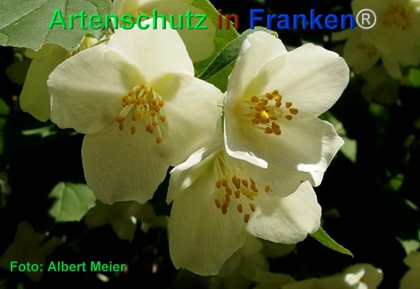 Copyright AiF - Albert Meier Bild zum Eintrag (75305-160)
