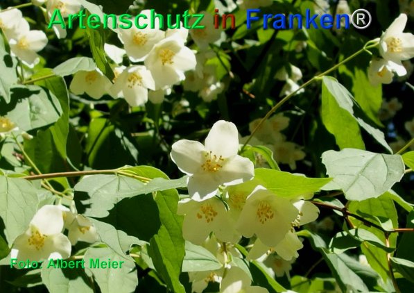 Copyright AiF - Albert Meier Bild zum Eintrag (75306-160)