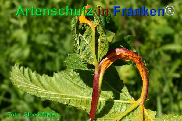 Copyright AiF - Albert Meier Bild zum Eintrag (75369-160)