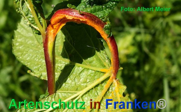 Copyright AiF - Albert Meier Bild zum Eintrag (75370-160)