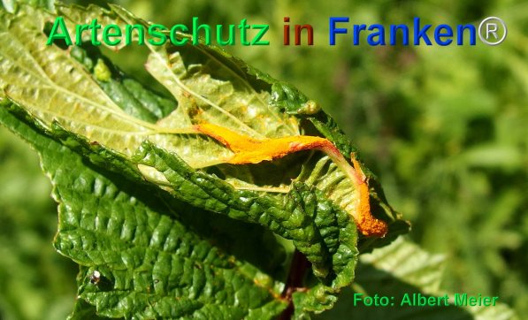 Copyright AiF - Albert Meier Bild zum Eintrag (75372-160)