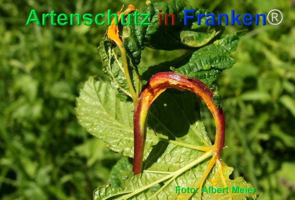 Copyright AiF - Albert Meier Bild zum Eintrag (75373-160)