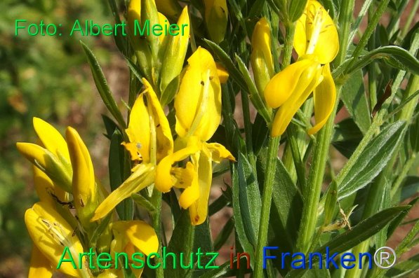 Copyright AiF - Albert Meier Bild zum Eintrag (75389-160)