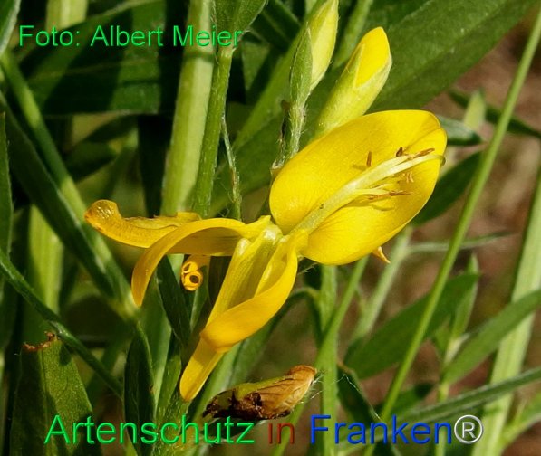 Copyright AiF - Albert Meier Bild zum Eintrag (75391-160)