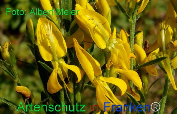 Copyright AiF - Albert Meier Bild zum Eintrag (75392-160)